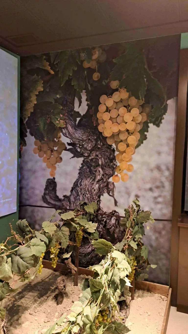 Rotulación museográfica con vinilo impreso y laminado aplicado sobre panel expositivo, con imagen de viñedo en The Sherry Gallery de Jerez de la Frontera.